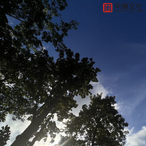 欧美婬乱厨房另类视频
